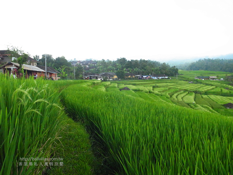 嘉帝路維－百年梯田（Jati Luwih）峇里島